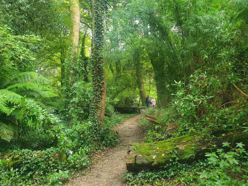 A pathway through the woods. Sense foliage either side of the path and trees covered with moss and ivy