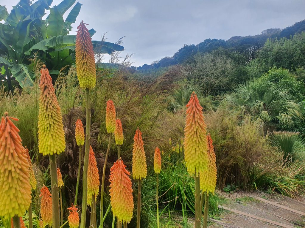 In the foreground are large plants with flowers fading from red to yellow known as hot pokers. In the background is the wooded valley 