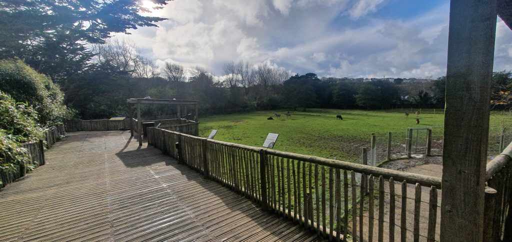 A wooden walkway with a field to the right. Zebras and wildebeest grazing in the field