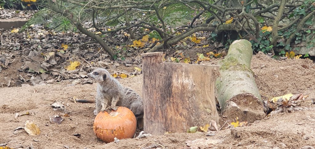A meerkat guarding a pumpkin