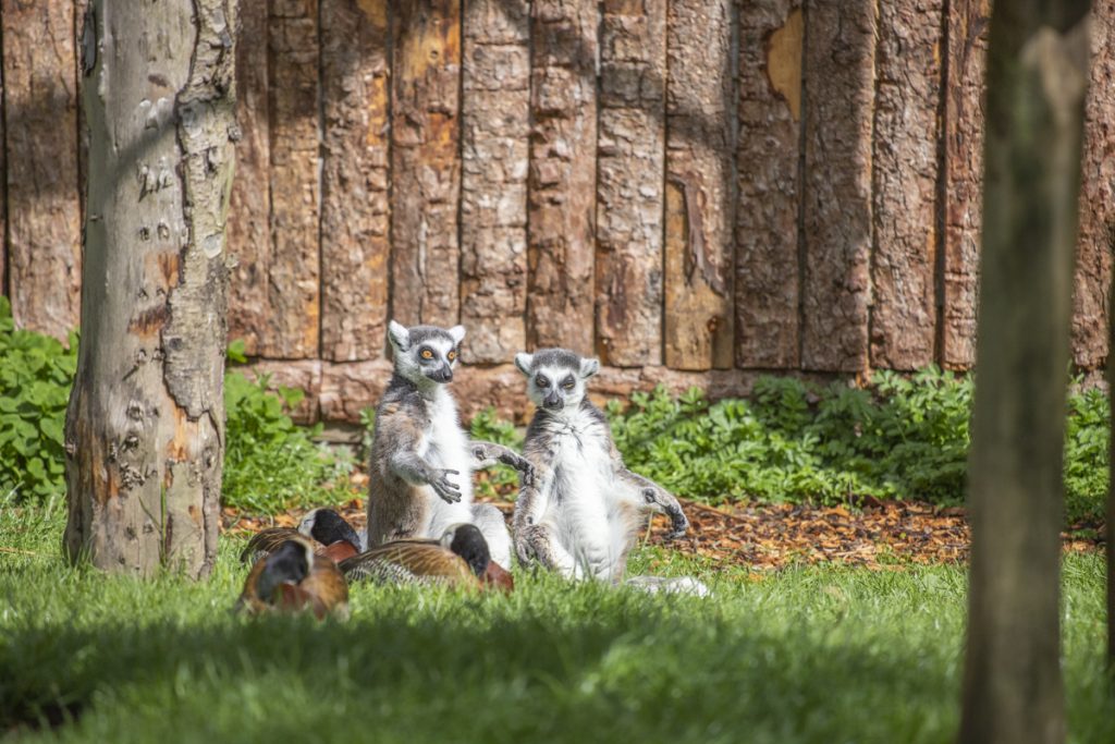 2 Lemurs sat on the grass with their arms stretched out sunbathing