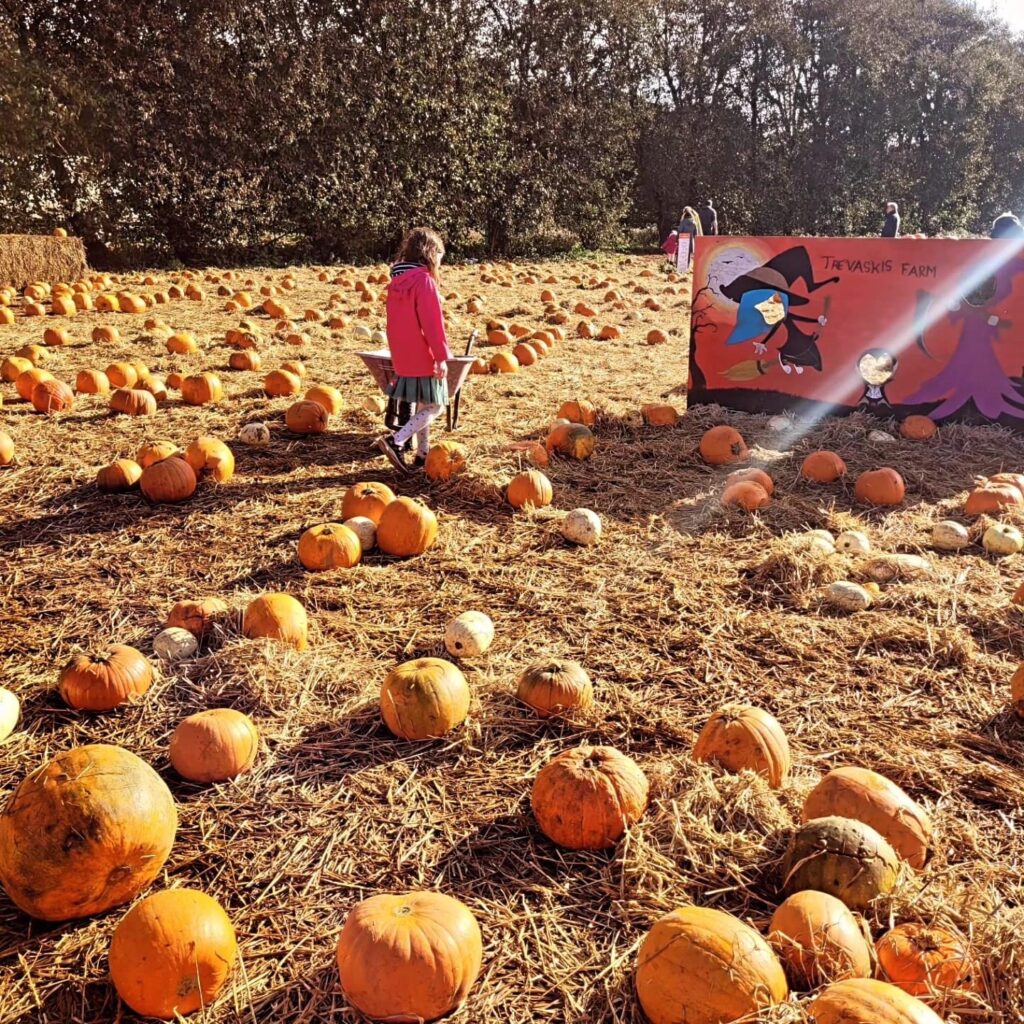 A young girl near a spooky display in a pumpkin patch at Trevaskis Farm near Hayle in Cornwall