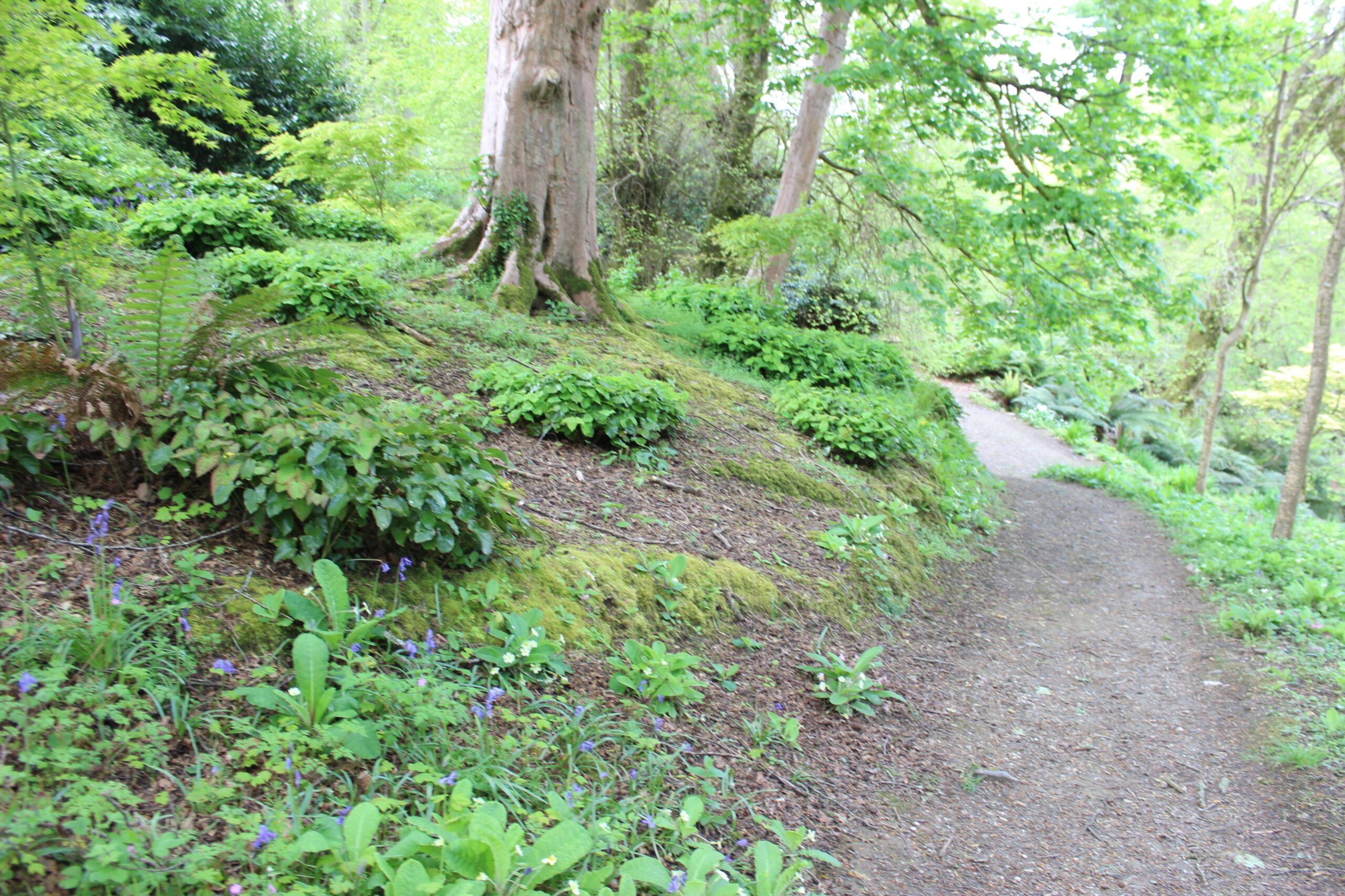 Paths to the pond at Enys Gardens are steep and can be uneven, It is a very beautiful area to explore with carpets of wild garlic, primroses and bluebells amongst the woodland in the spring,