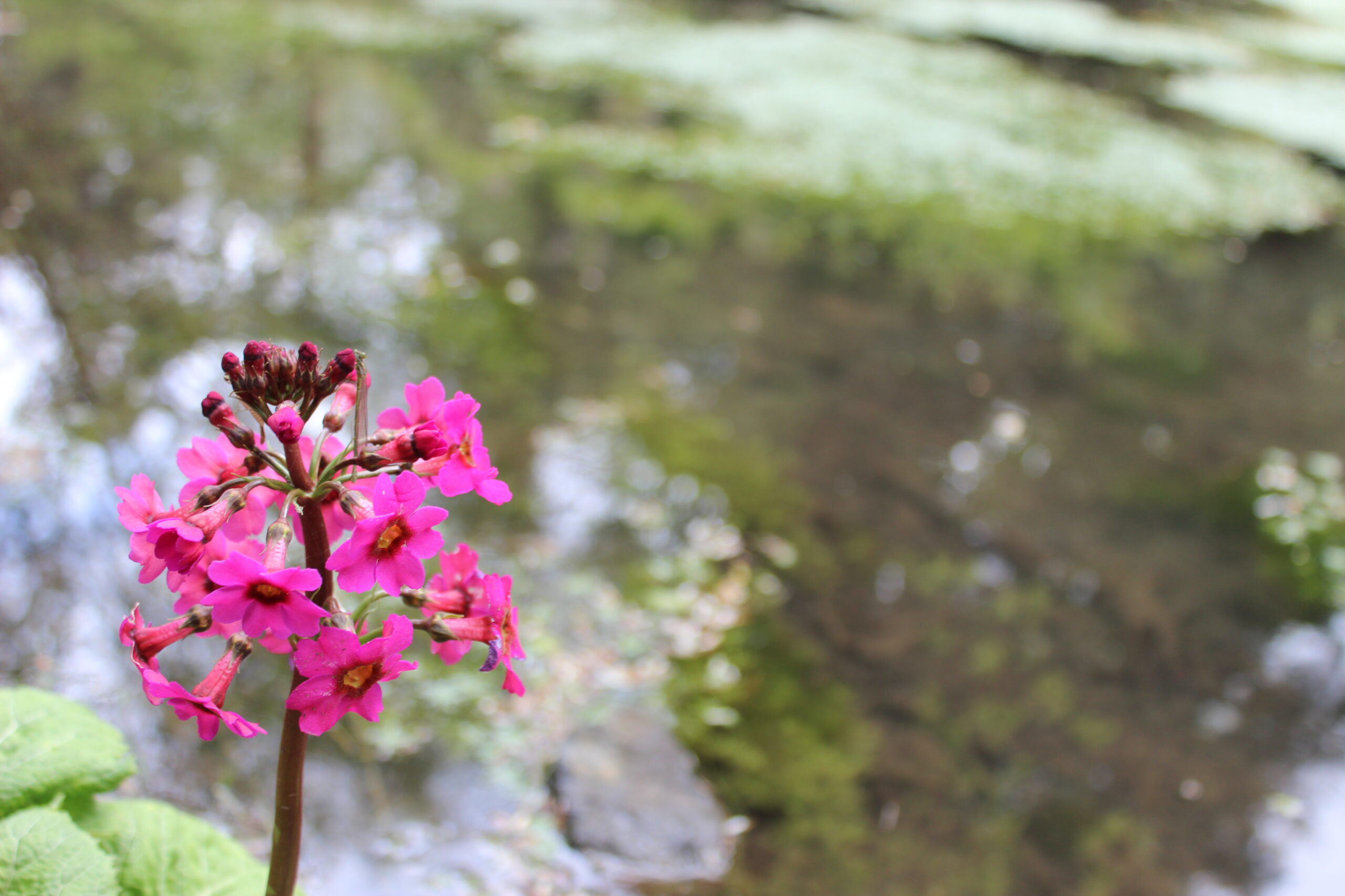Vivid pink flower against a soft focus backdrop of the pond at Enys Gardens