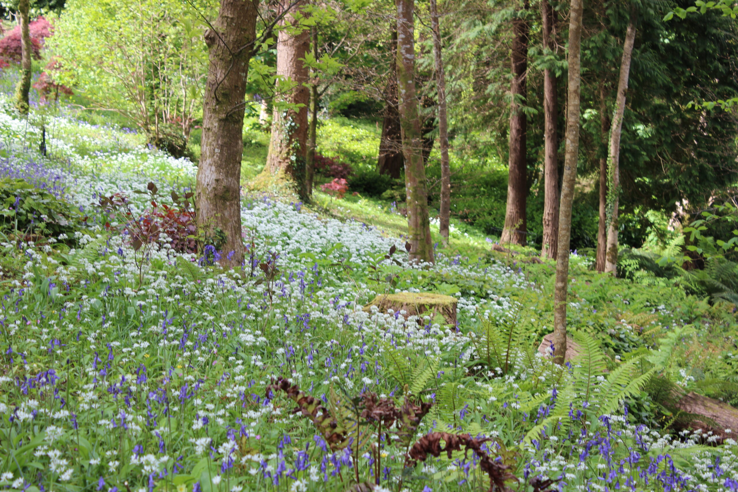 Wild garlic, bluebells and primroses carpet the woodland floor that slopes down to the pond at Enys Gardens