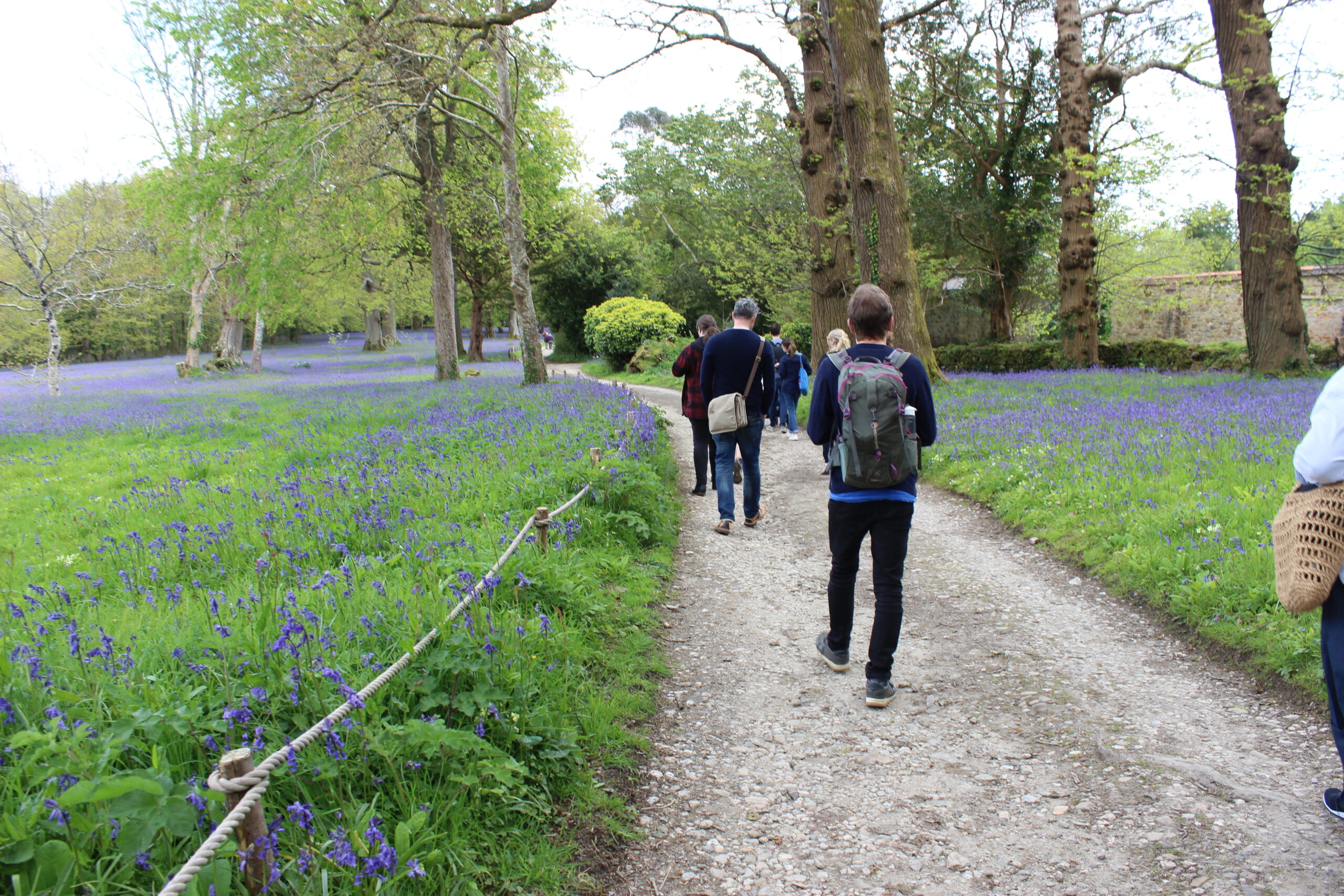 The path through Parc Lye the bluebell meadow at Enys Gardens