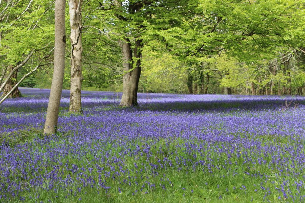 A vivid sweep of bluebells in the meadow of Parc Lye at Enys Gardens, May 2024