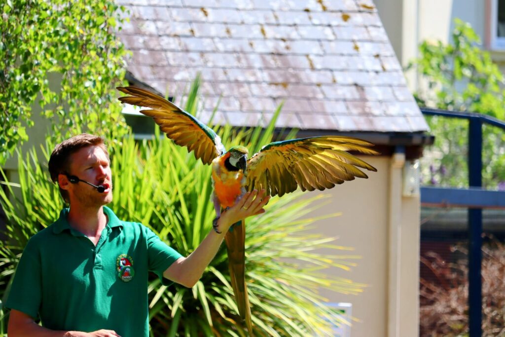 A member of staff at Paradise Park with one of the parrots from the sanctuary.