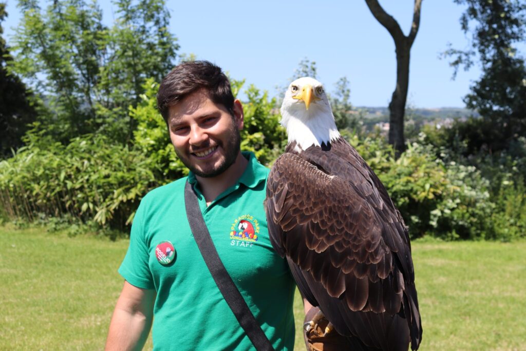 Roger, one of the team at Paradise park with an American eagle