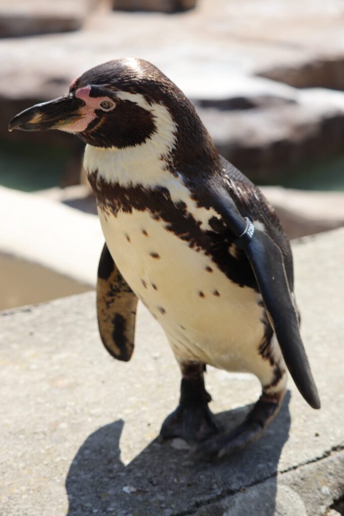 A penguin at Paradise Park, near Hayle in Cornwall