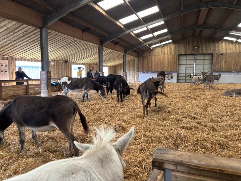 Donkeys at Flicka Donkey Sanctuary near Penryn