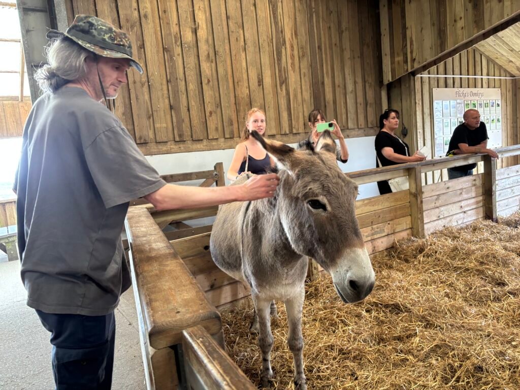 An Access Cornwall volunteer strokes a donkey at the Flicka Donkey Sanctuary near Penryn