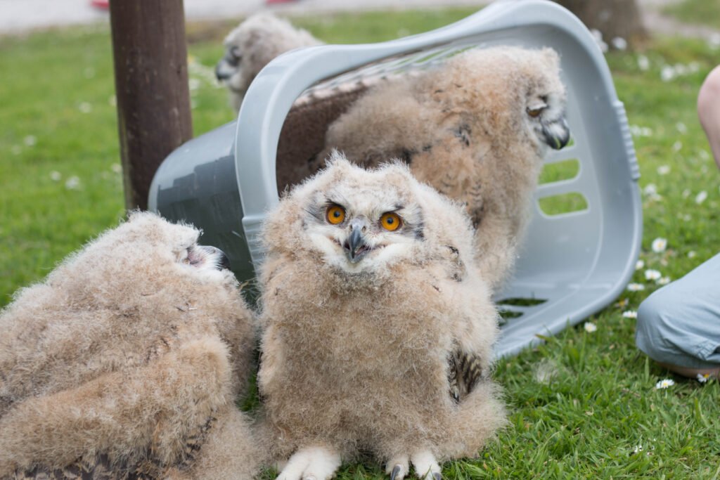 Baby Siberian Owls at Screech Owl Sanctuary